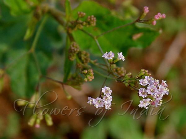 Boerhavia Erecta Erect Spiderling